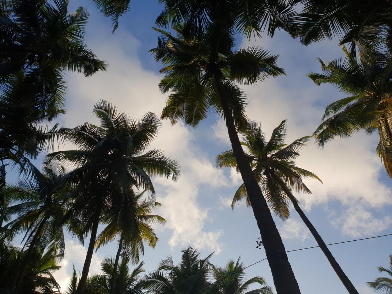 Palm Forest بالوليم المظهر الخارجي الصورة